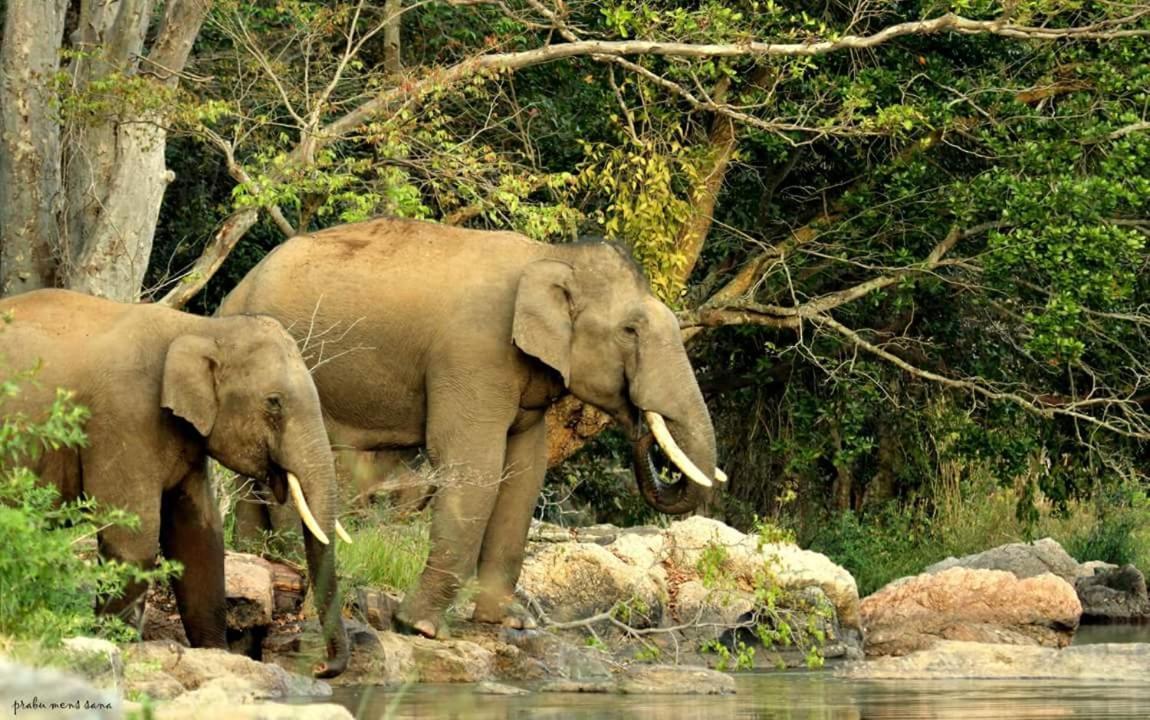 Kerala Wild Stay Kanthalloor Bagian luar foto